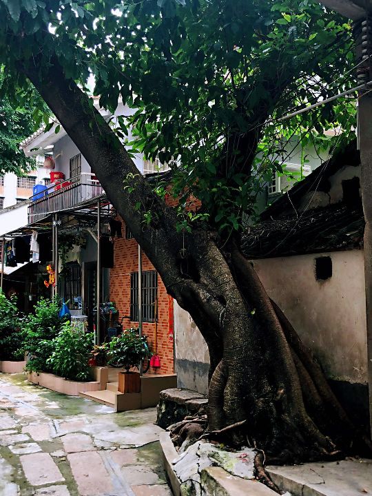 树根危害房屋如何处理,榕树长势茂盛危及电线引居民担忧