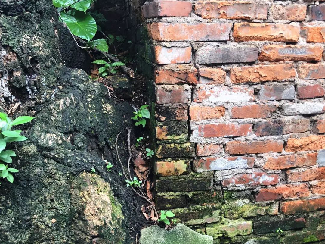 树根危害房屋如何处理,榕树长势茂盛危及电线引居民担忧