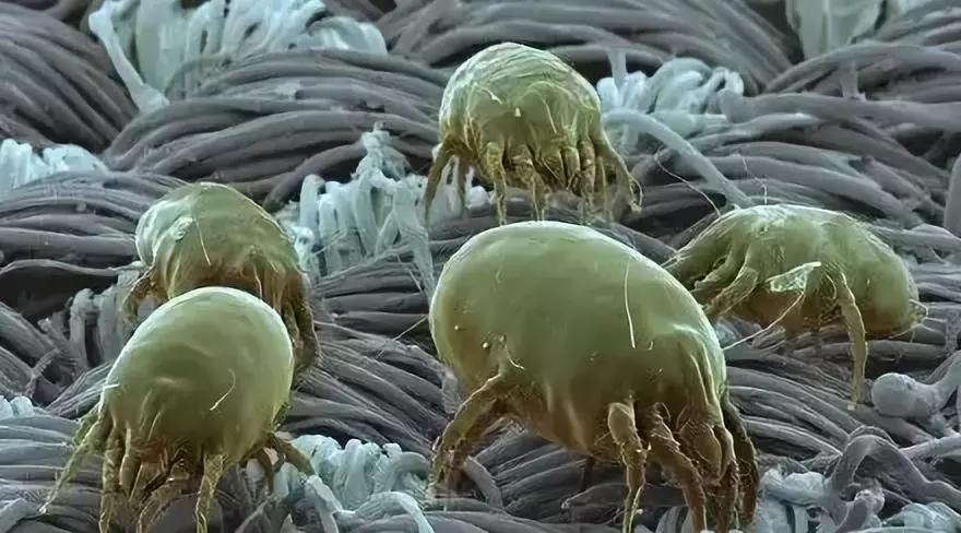 狗狗长螨虫怎么治才能好,狗狗体外驱虫对狗狗有伤害吗