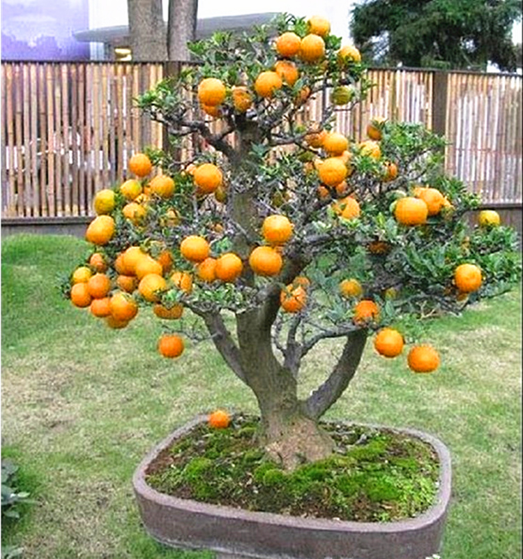 挂果的橘子盆景怎么养,盆景橘子叶发黄怎么办