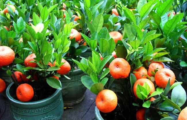 挂果的橘子盆景怎么养,盆景橘子叶发黄怎么办