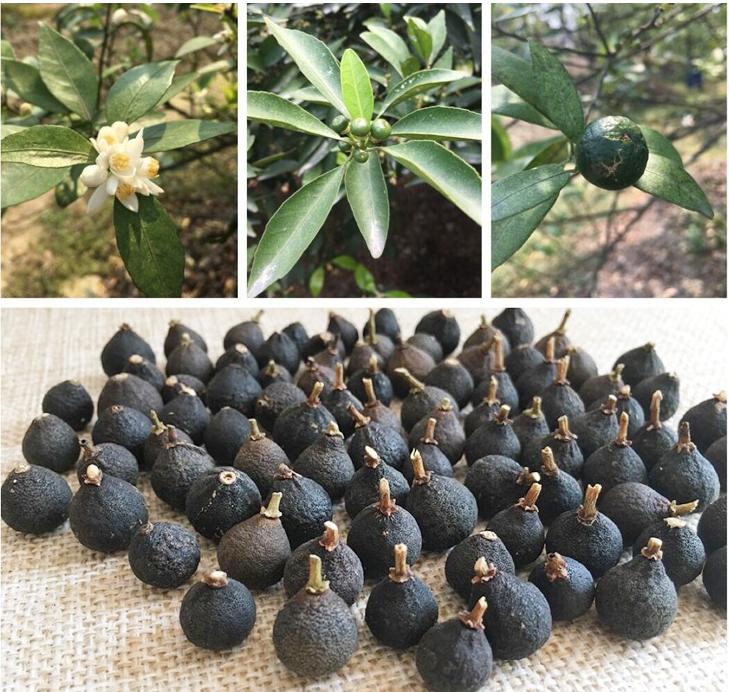 新会柑胎打什么药好 (新会小柑胎100克)