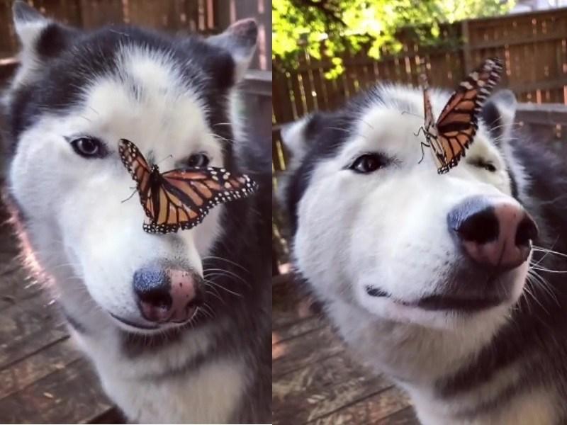 蝴蝶不愿待在手上怎么办,蝴蝶不请自来是什么意思怎么解释