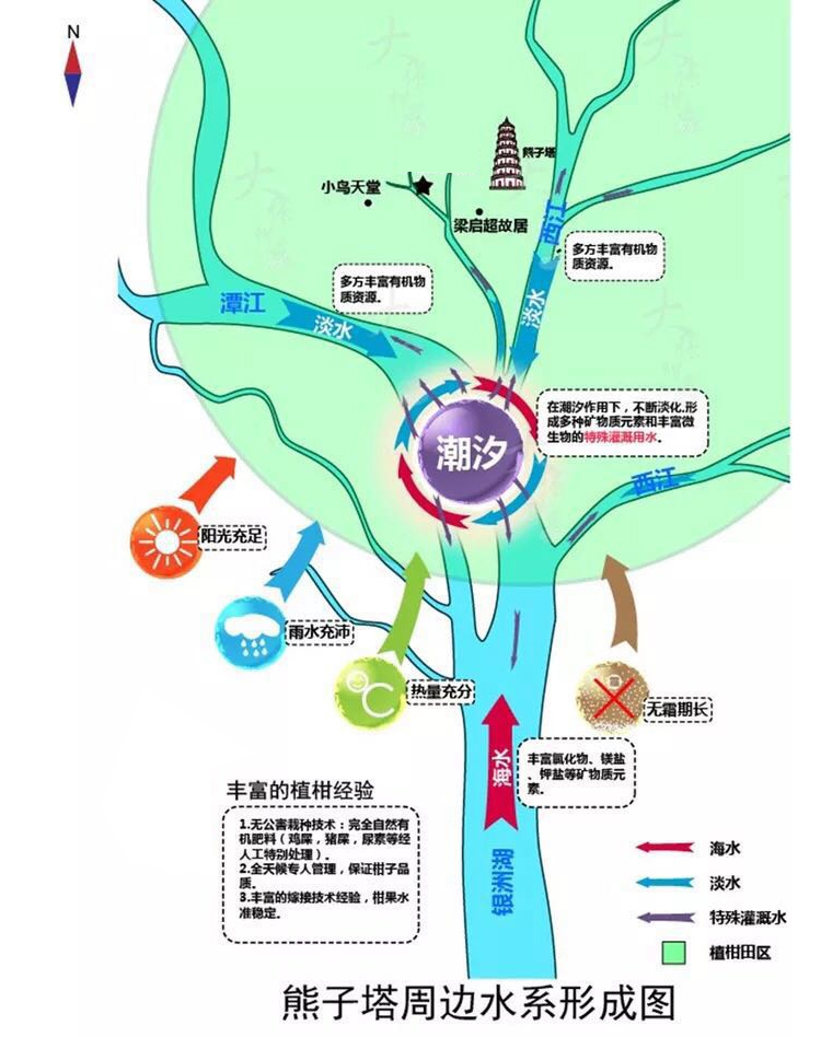 新会柑胎打什么药好 (新会小柑胎100克)