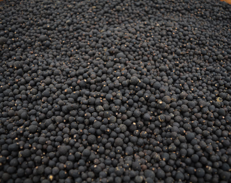 新会柑胎打什么药好 (新会小柑胎100克)