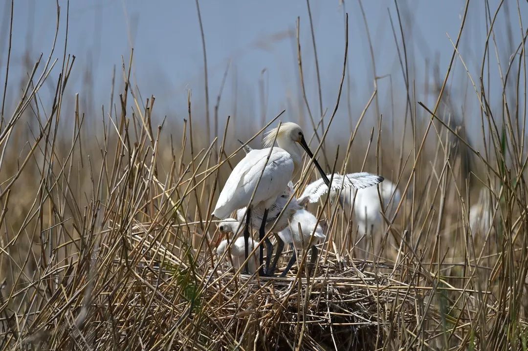 包头是文明城市吗,包头具有浓厚历史底蕴的文化古迹