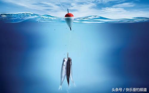 抢鱼调六钓二,抢鱼浮漂动作