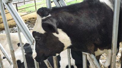 住在“地球上最后一片净土”，这个地方的奶牛过得比人还好！