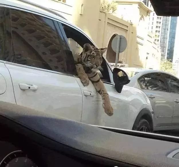 璁板綍杩嫓鐪熷疄鐢熸椿,杩嫓鐪熷疄鐢熸椿璁板綍