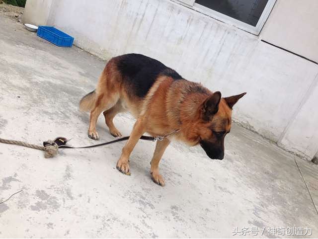 德国牧羊犬黑背狼青啥区别,黑背和德国牧羊犬有什么区别