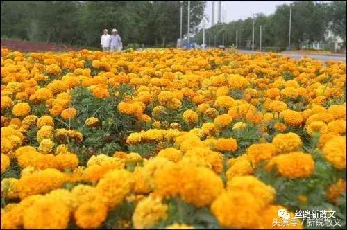 在新疆拍的电影,在新疆地区拍的电影