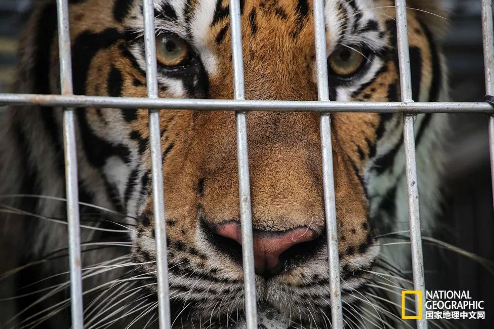 国家地理的真相,国家地理讲虎的纪录片