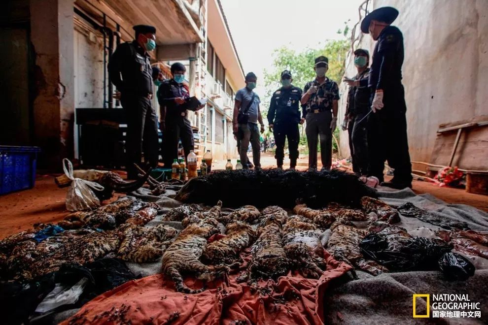 国家地理的真相,国家地理讲虎的纪录片