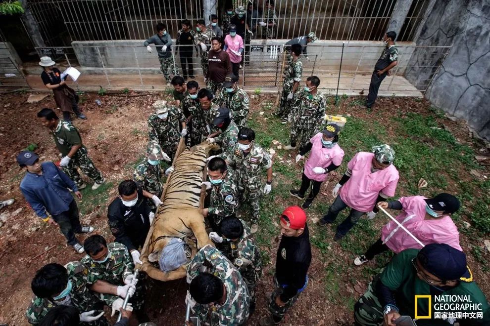 国家地理的真相,国家地理讲虎的纪录片