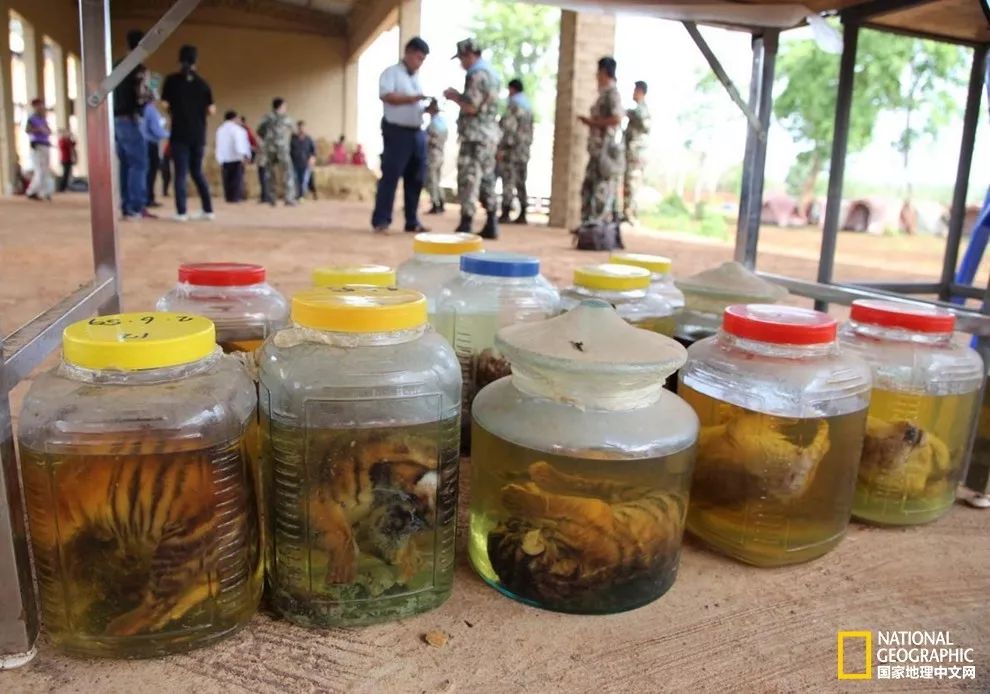 国家地理的真相,国家地理讲虎的纪录片