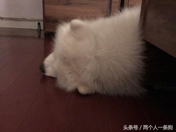 公司空调坏了主人挥汗如雨工作，萨摩耶却在家吹冷气，太舒服了