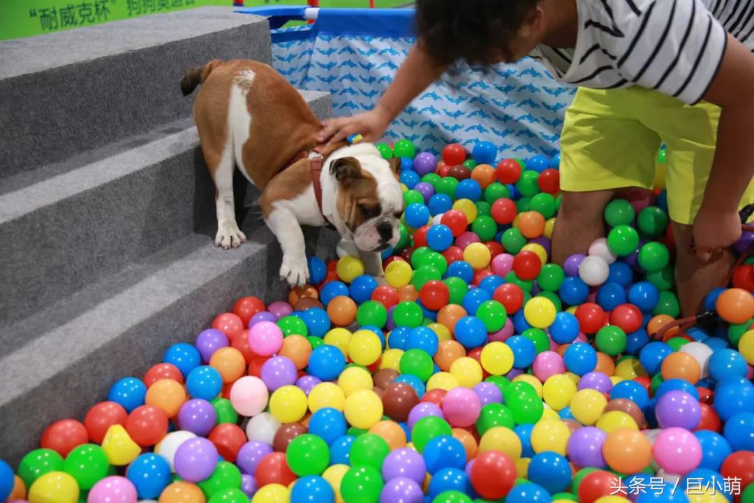 2024中国最大的宠物展,国际宠物展亚洲宠物展