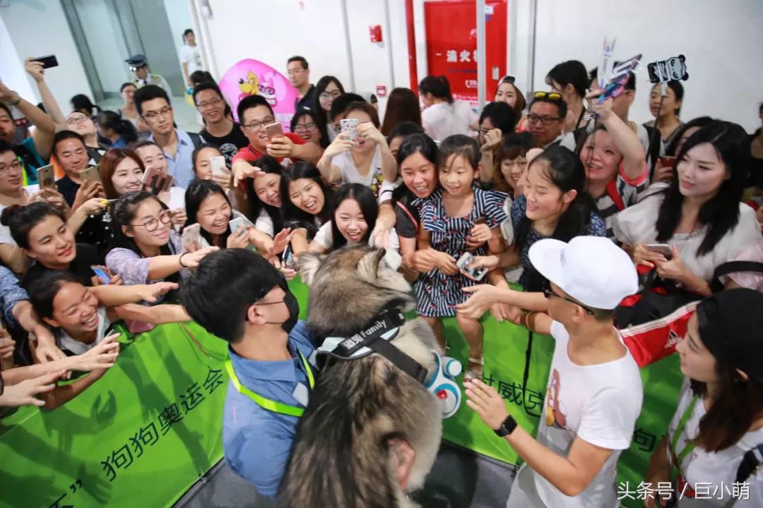 2024中国最大的宠物展,国际宠物展亚洲宠物展