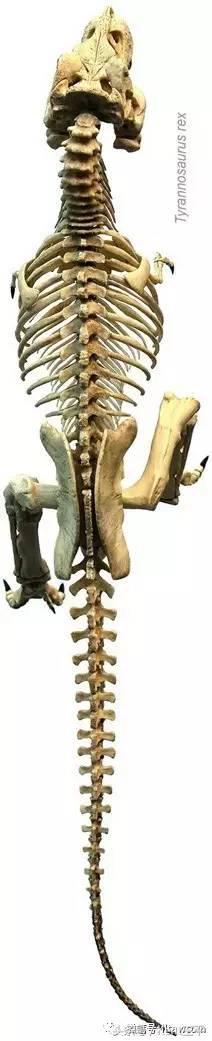 霸王龙的天敌食肉恐龙,巨型食肉牛龙对战霸王龙