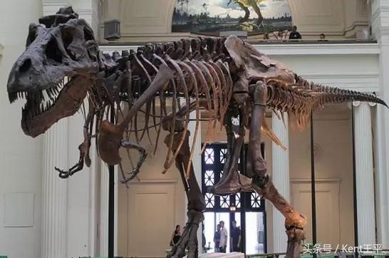 霸王龙的天敌食肉恐龙,巨型食肉牛龙对战霸王龙