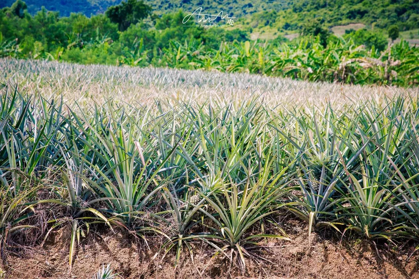 拥抱你的烈日暴雨,开启曼谷华新六日度假购物模式(下)