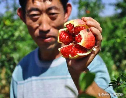种植一亩普通石榴能赚多少钱,石榴种植有哪些成本和方法