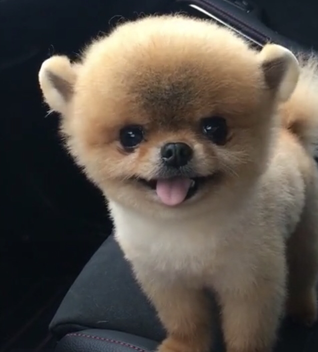 生肖年龄配对表2022,十二生肖中婚姻最幸福的生肖配对