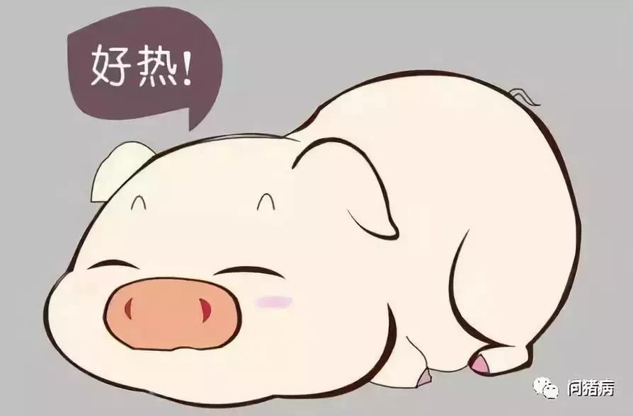 猪中暑症状及解救措施,高温天气下猪中暑了怎么办