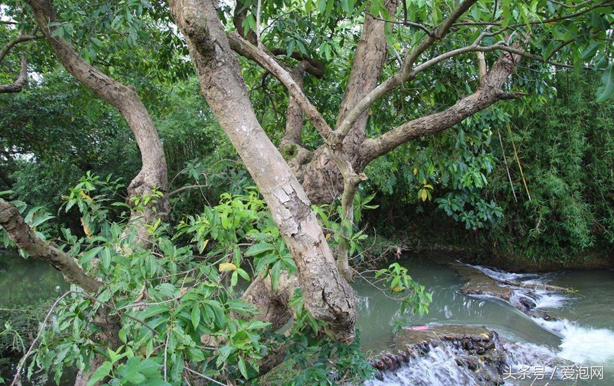 广西最大的红树林湿地,广西最大红树林湿地
