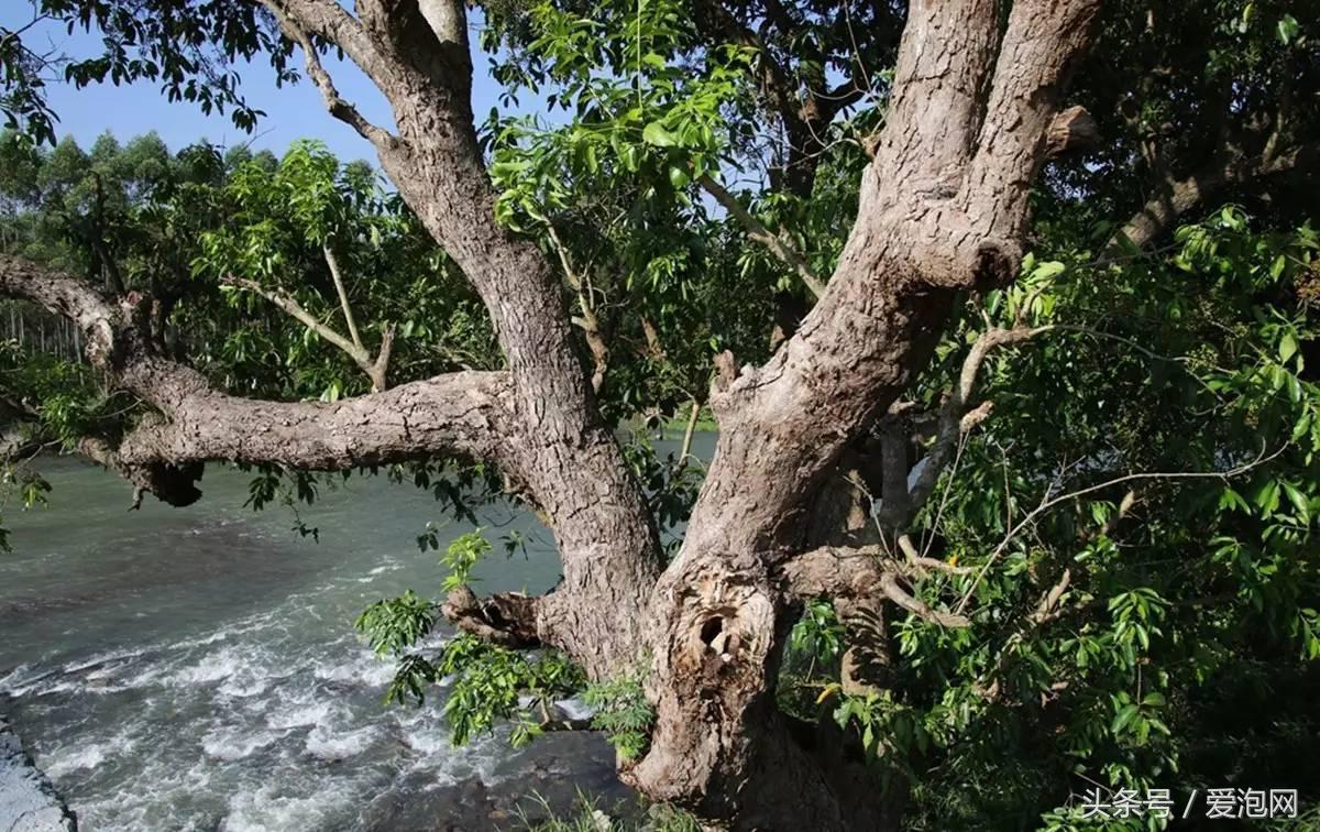 广西最大的红树林湿地,广西最大红树林湿地