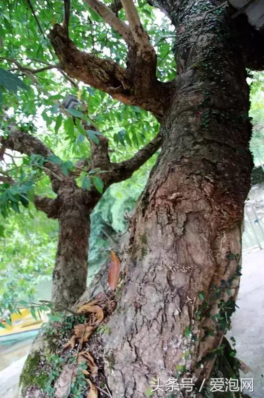 广西最大的红树林湿地,广西最大红树林湿地