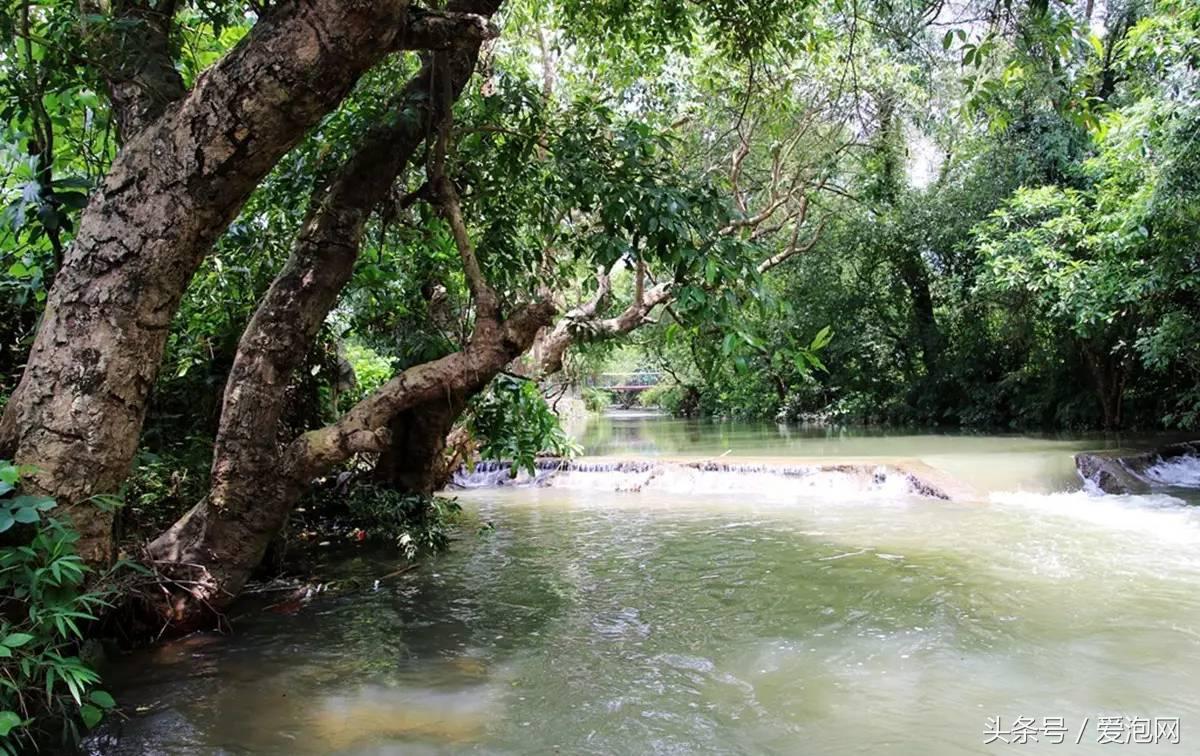 广西最大的红树林湿地,广西最大红树林湿地
