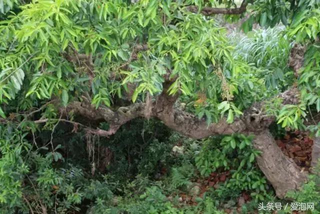 广西最大的红树林湿地,广西最大红树林湿地