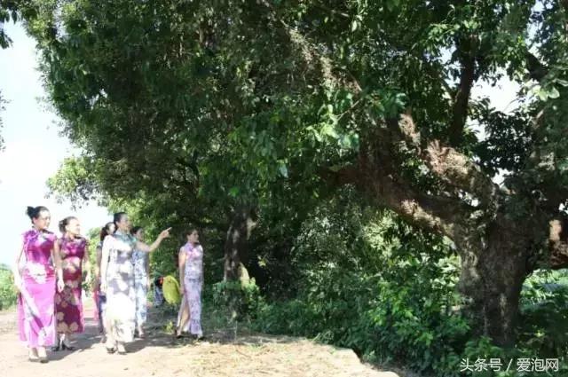 广西最大的红树林湿地,广西最大红树林湿地