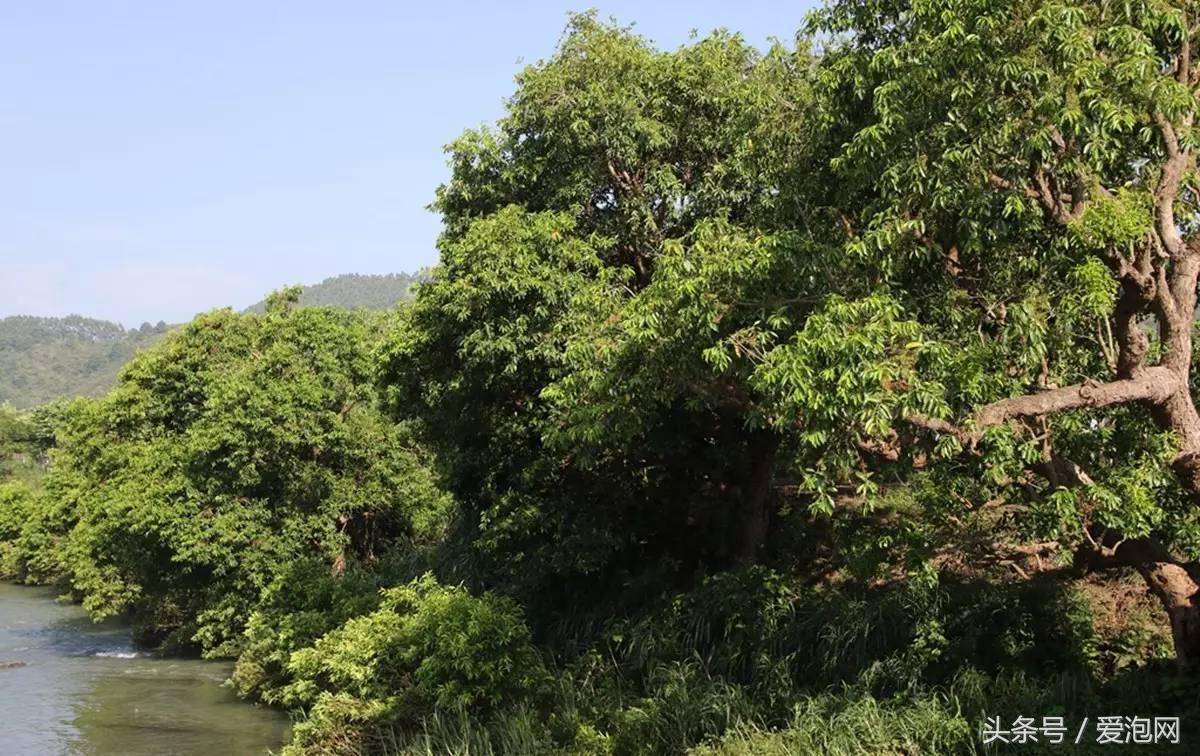 广西最大的红树林湿地,广西最大红树林湿地