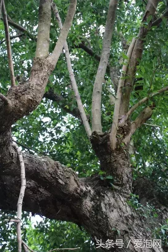 广西最大的红树林湿地,广西最大红树林湿地