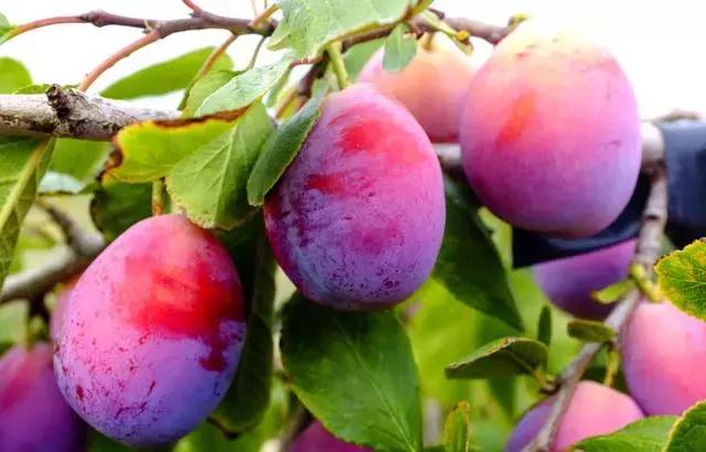 提升零食健康指数，法兰蜜西梅让你颜值时刻在线！