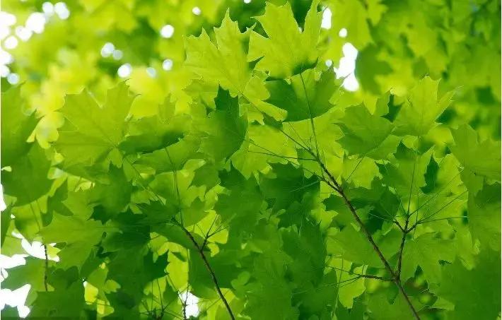 提升零食健康指数，法兰蜜西梅让你颜值时刻在线！