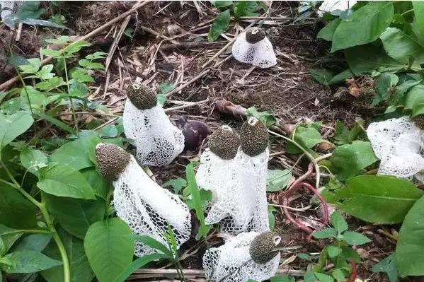 特种种植有哪些品种,农村特种种植致富项目有哪些