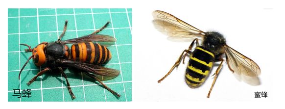 一个人被一只蜜蜂蛰了严重吗,人被蜜蜂蛰几次全能死亡