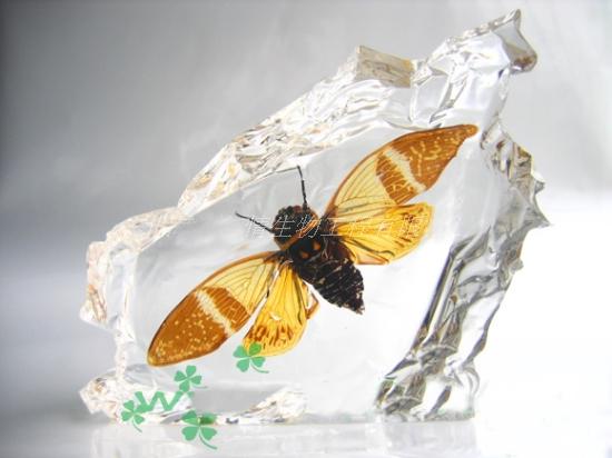 缅甸高品质琥珀,琥珀标本的制作方法