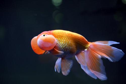 金鱼怎么养才不易生病,怎样饲养金鱼快速增体