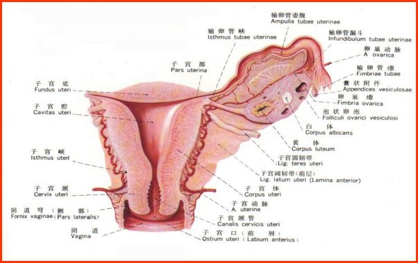 输卵管堵塞介入治疗法是怎么回事,输卵管堵塞介入治疗