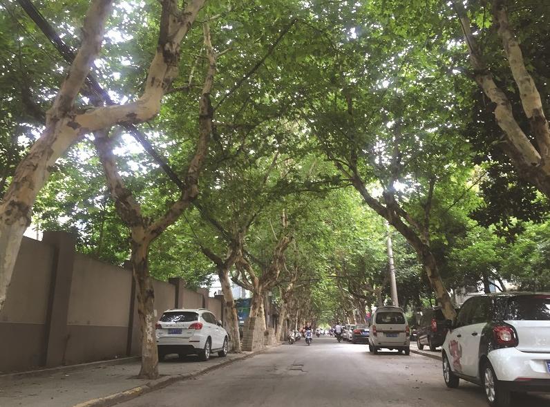 夏天太热?70条林阴道为锡城撑起“绿伞”凉风美景