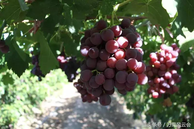 55元一斤的水果有哪些,5-6元一斤的水果有哪些