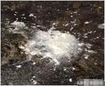 母猪又拉石灰尿了，如何解决？