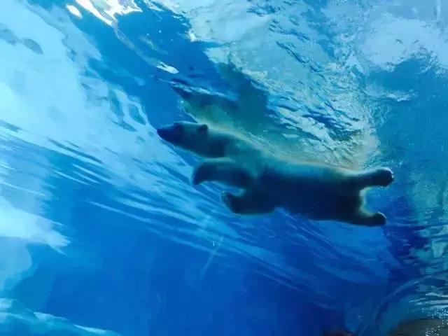 暑期陪娃游长隆海洋王国,这个暑假去珠海海洋王国多人吗