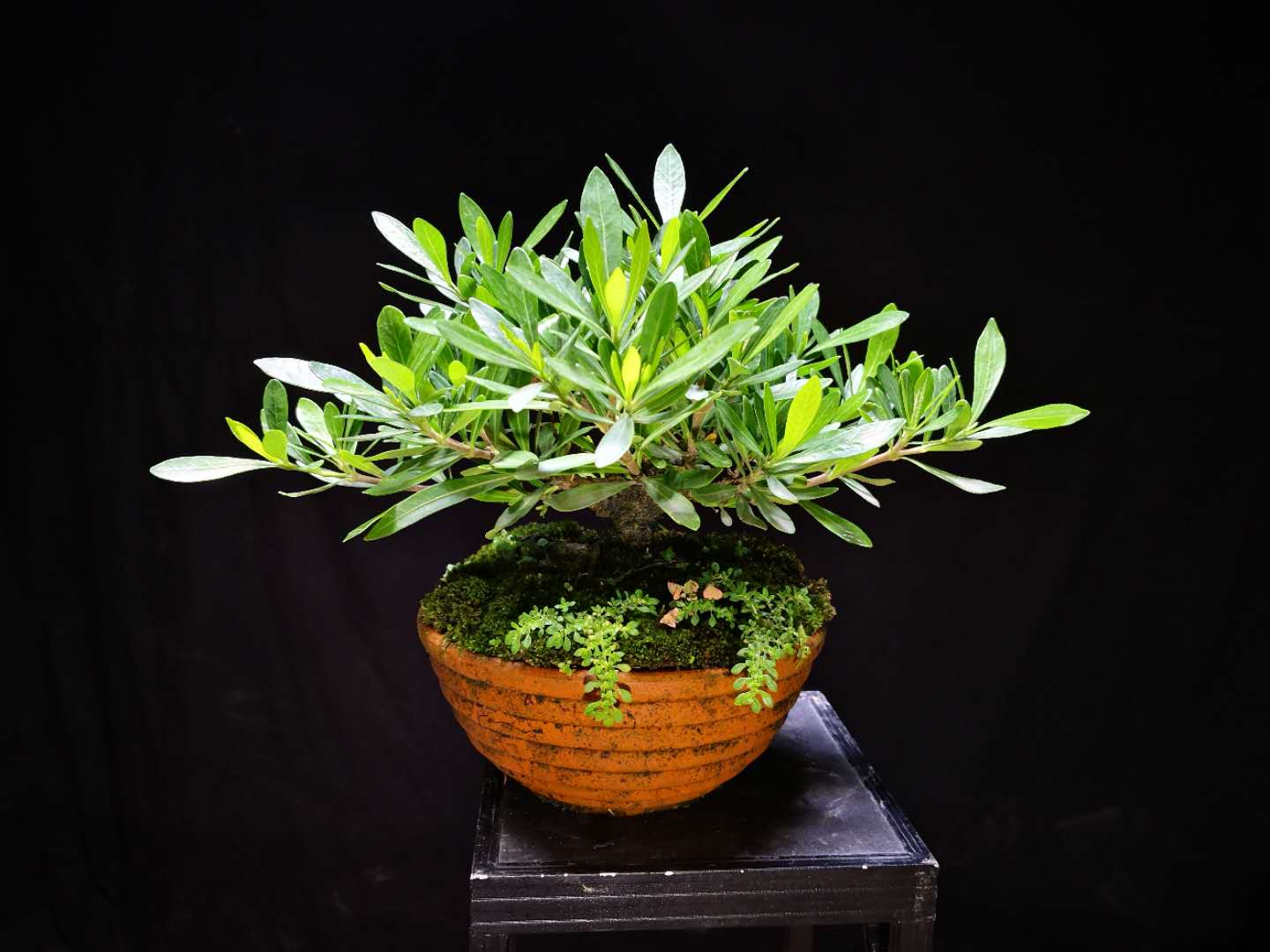 盆景养护中精心处理好5件小事,盆景养护常见的问题