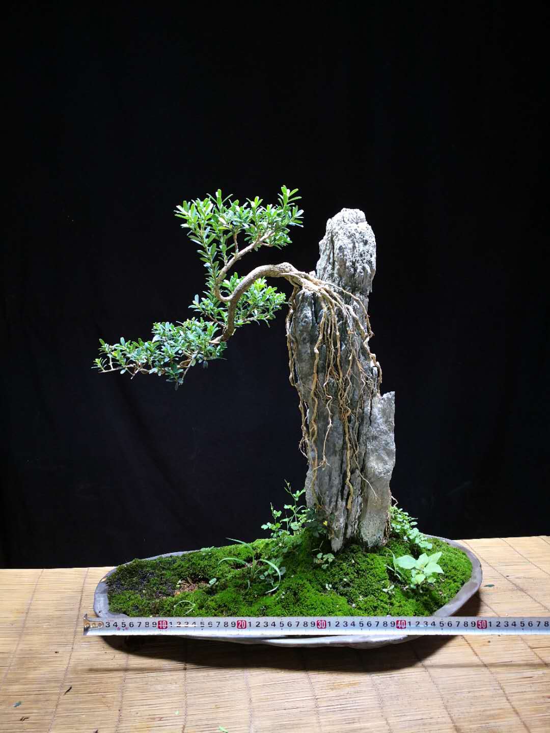 盆景养护中精心处理好5件小事,盆景养护常见的问题