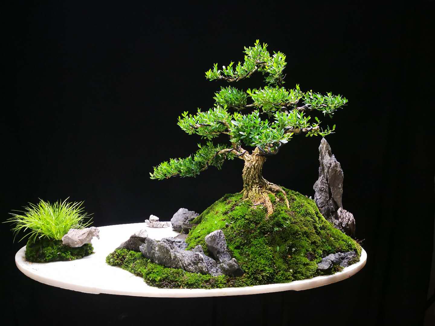 盆景养护中精心处理好5件小事,盆景养护常见的问题